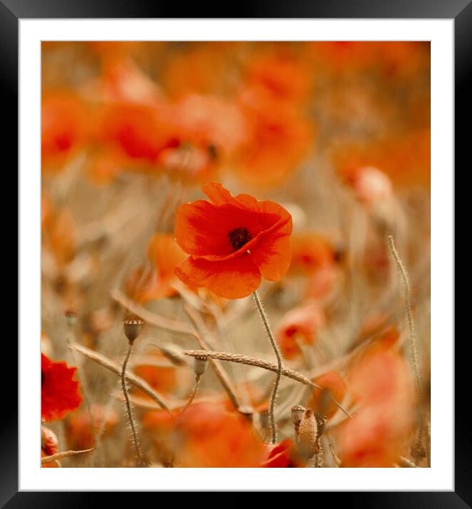 Wind blown poppy Framed Mounted Print by Simon Johnson