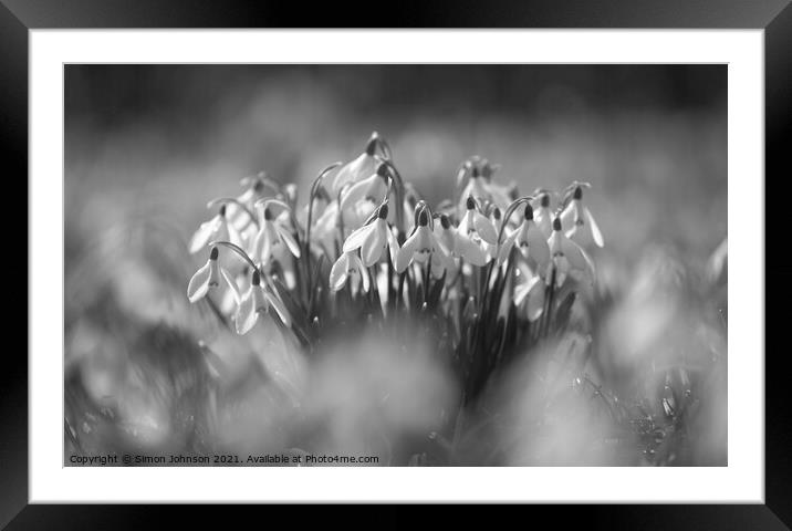  Snowdrop flowers Framed Mounted Print by Simon Johnson