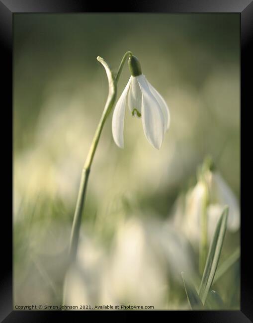 Stand out Snowdrop Framed Print by Simon Johnson