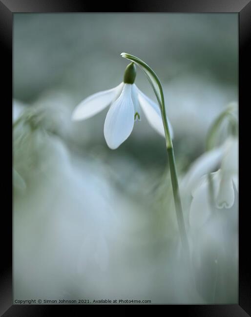 Snowdrop close up Framed Print by Simon Johnson