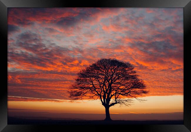 isolated tree at sunrise Framed Print by Simon Johnson