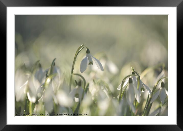 Snowdrops Framed Mounted Print by Simon Johnson