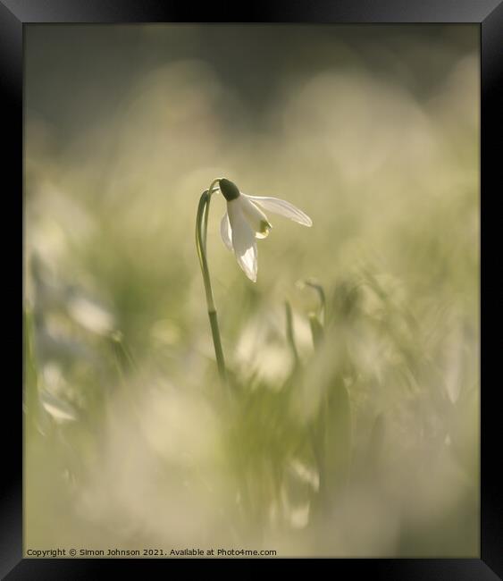 Isolated Snowdrop Framed Print by Simon Johnson