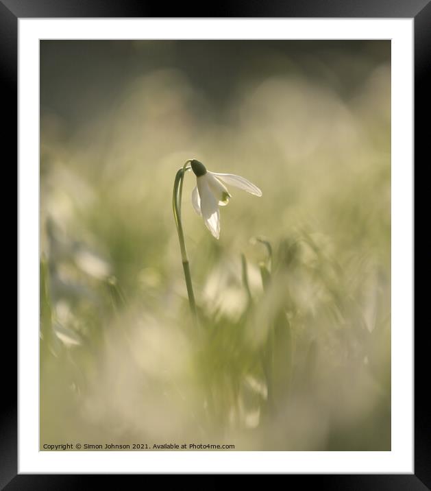 Isolated Snowdrop Framed Mounted Print by Simon Johnson