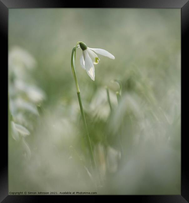 Isolated snowdrop flower Framed Print by Simon Johnson