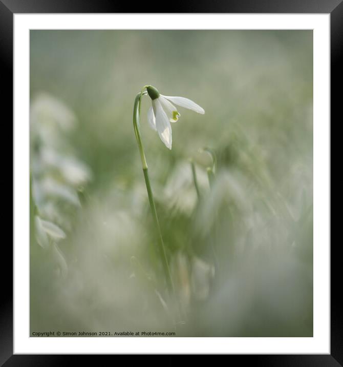 Isolated snowdrop flower Framed Mounted Print by Simon Johnson