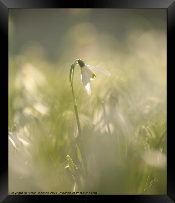 backlit Snowdrop Framed Print by Simon Johnson
