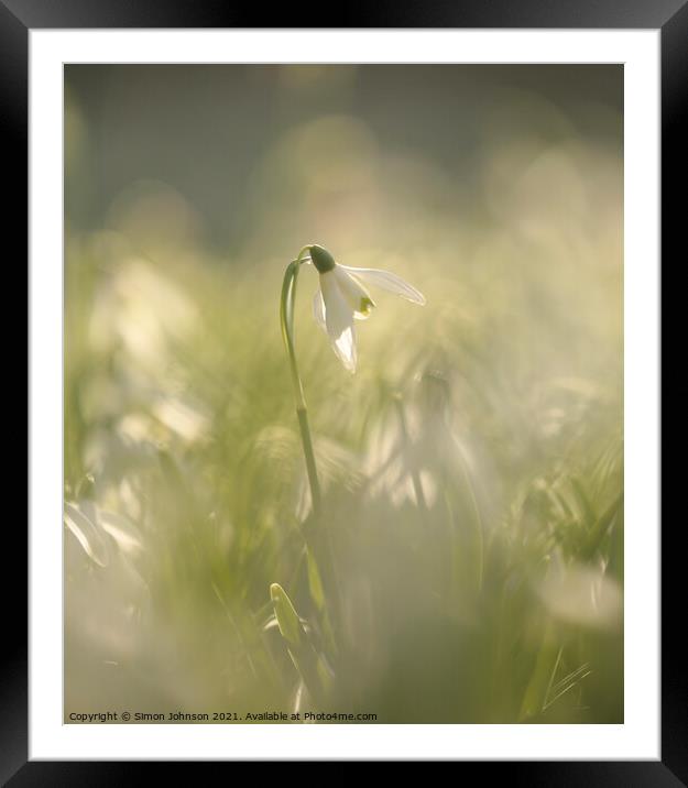 backlit Snowdrop Framed Mounted Print by Simon Johnson