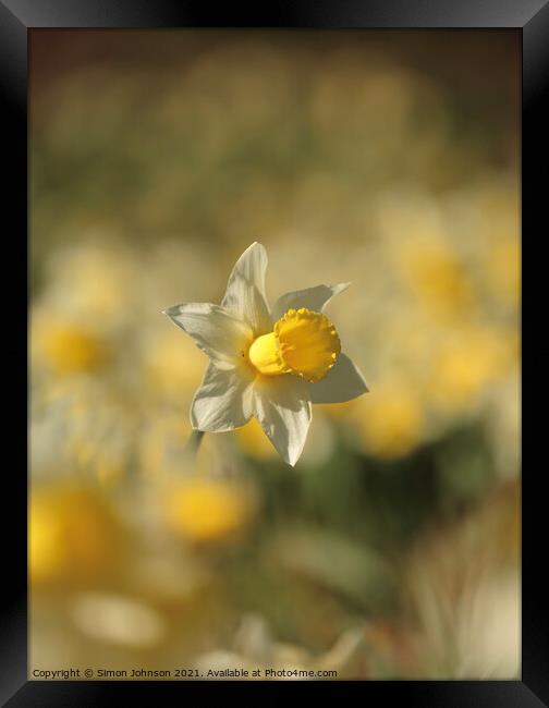 Daffodil flower  Framed Print by Simon Johnson