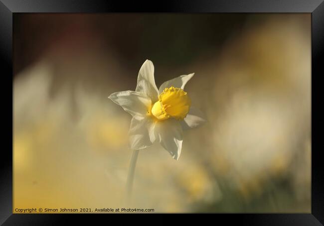 Sunlit Daffodil flower Framed Print by Simon Johnson