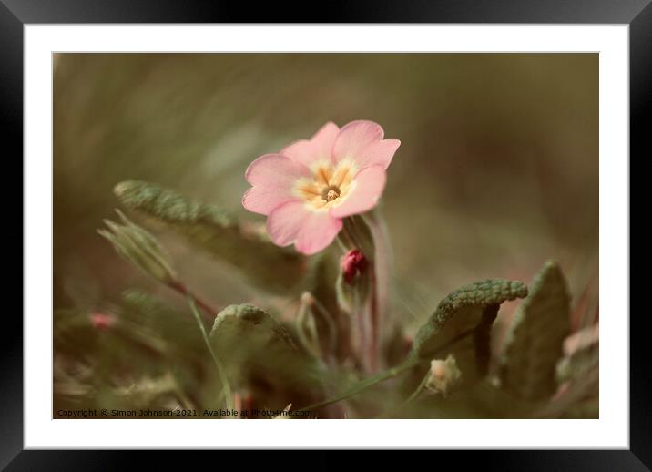 spring Primrose Flower Framed Mounted Print by Simon Johnson