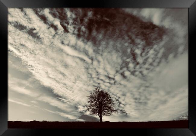 tree and clouds Framed Print by Simon Johnson