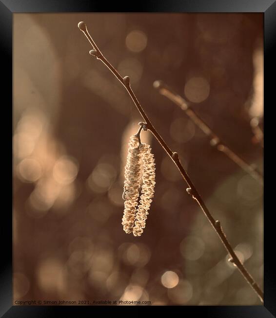 Sunlit catkin Framed Print by Simon Johnson