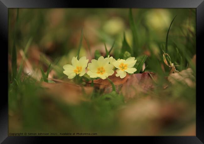 Primrose flower Framed Print by Simon Johnson