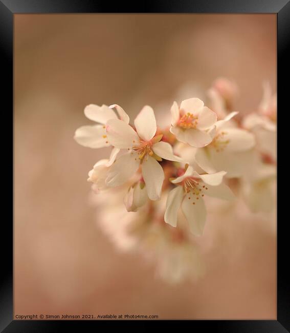 Spring Cherry Blossom flower Framed Print by Simon Johnson