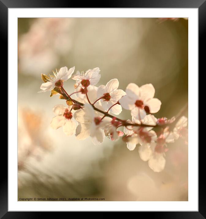 Wind Blown Blossom Framed Mounted Print by Simon Johnson