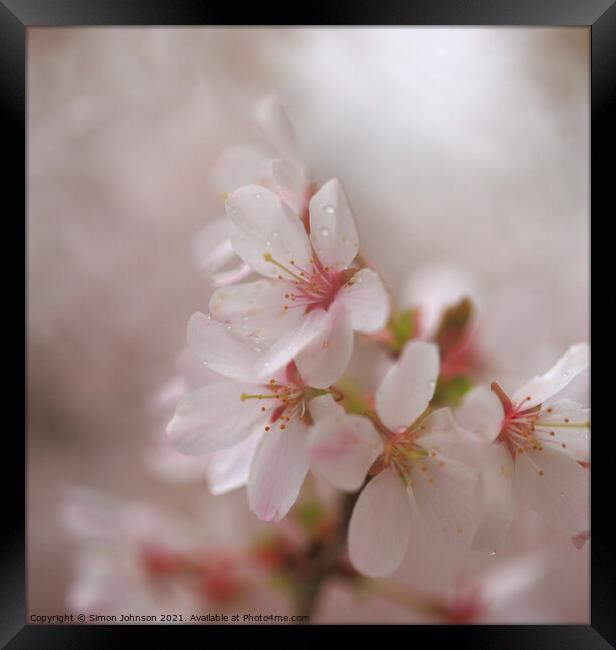 A close up of Spring Cherry Blossom Framed Print by Simon Johnson