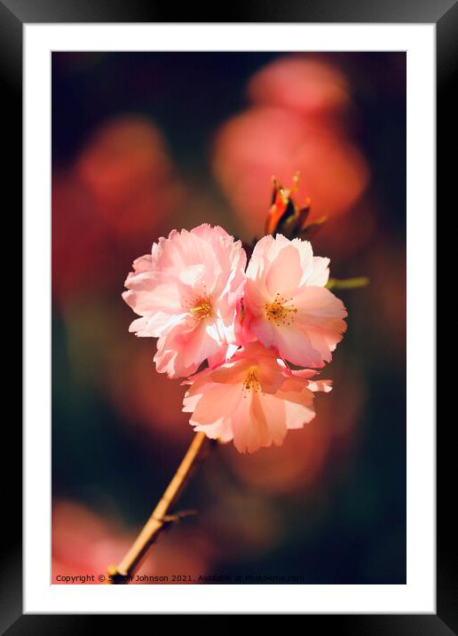 Sunlit spring Cherry Blossom Framed Mounted Print by Simon Johnson