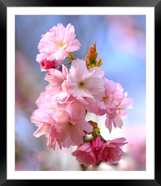 Cherry Blossom Framed Mounted Print by Simon Johnson