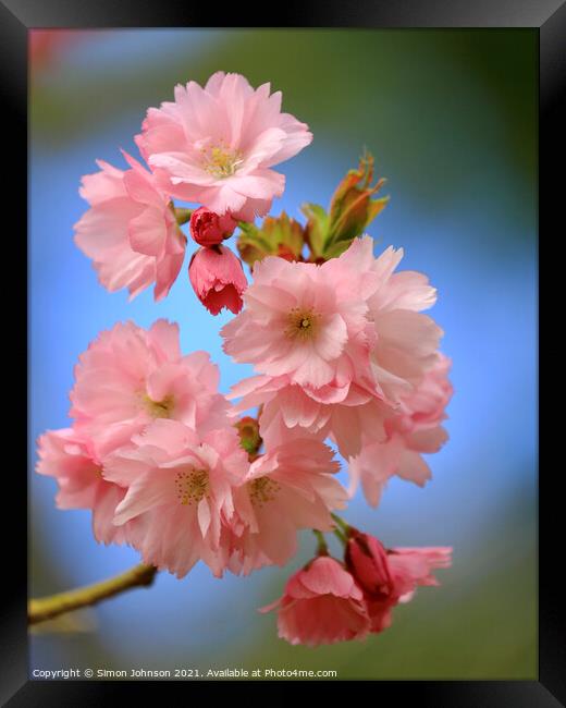 pink Cherry Blossom Framed Print by Simon Johnson