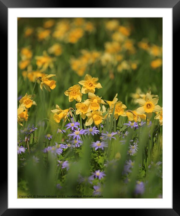 Spring flowers  Framed Mounted Print by Simon Johnson
