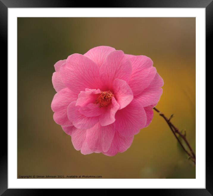 Camellia Flower Framed Mounted Print by Simon Johnson