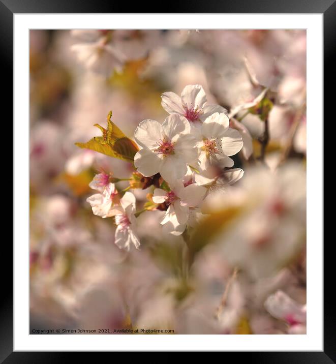 Cherry Blossom Framed Mounted Print by Simon Johnson