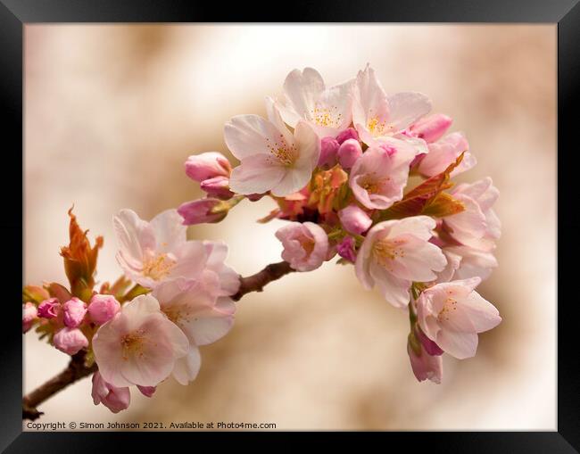 Cherry Blossom Framed Print by Simon Johnson