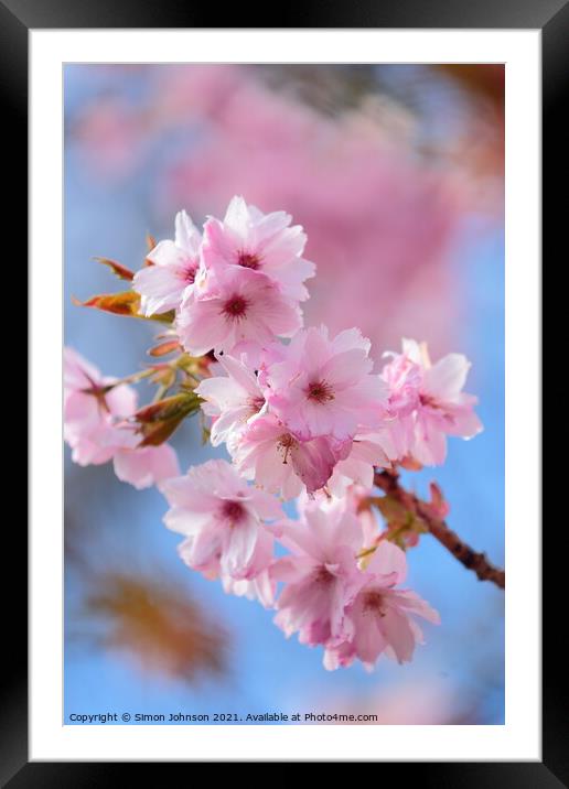 spring Cherry Blossom Framed Mounted Print by Simon Johnson
