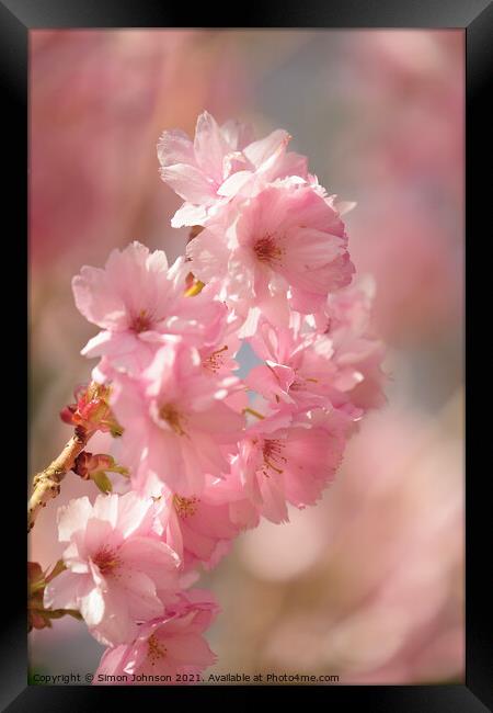 Diffused spring blossom Framed Print by Simon Johnson