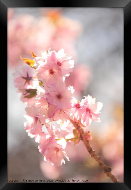 Sunlit Blossom Framed Print by Simon Johnson