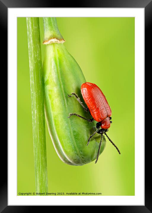Red Lily Beetle On Snakeshead Fritillary Seedpod Framed Mounted Print by Robert Deering