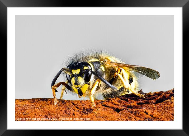 Common Wasp Vespula Vulgaris Framed Mounted Print by Robert Deering
