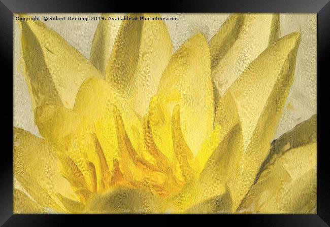 Yellow water lily Framed Print by Robert Deering
