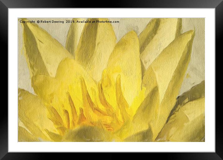 Yellow water lily Framed Mounted Print by Robert Deering