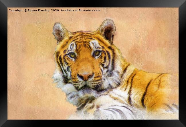 Eyes of the tiger Framed Print by Robert Deering