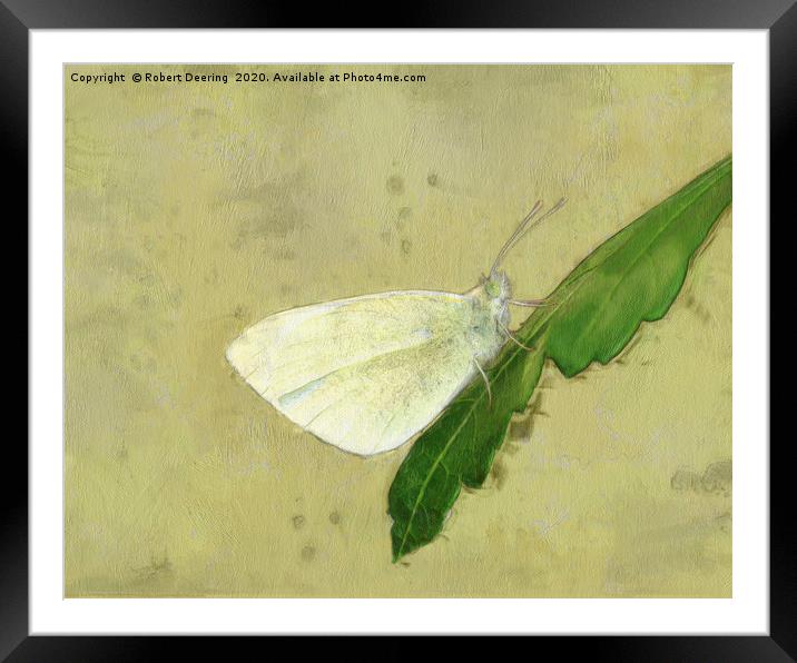 Small white butterfly Framed Mounted Print by Robert Deering