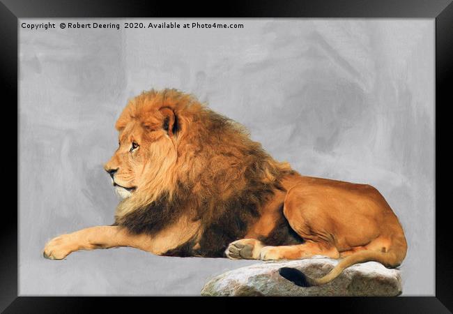 Male Lion Laying Down Framed Print by Robert Deering