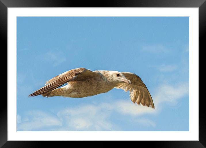 Juvenile Herring gull flying high. Framed Mounted Print by Robert Deering