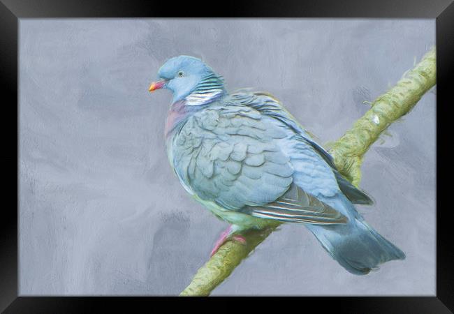 Wood Pigeon on Branch Framed Print by Robert Deering