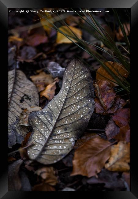 Autumn Leaves Framed Print by Stacy Cartledge