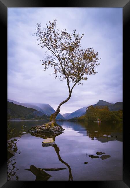 Llanberis Lonely Tree Framed Print by Liam Neon