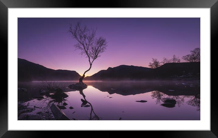 Sunrise at the Lonely Tree Framed Mounted Print by Liam Neon