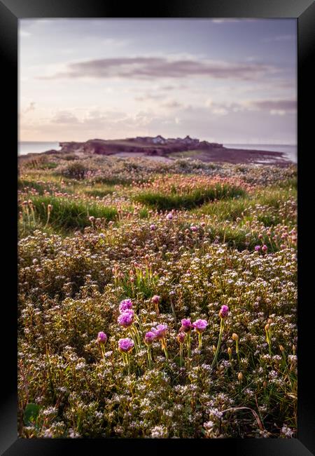 Hilbre Thrift Fields Framed Print by Liam Neon