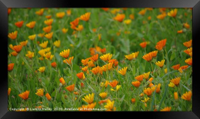 Moroccan Daisies at Volubilis Framed Print by Liam Neon