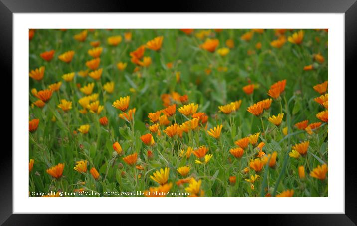 Moroccan Daisies at Volubilis Framed Mounted Print by Liam Neon