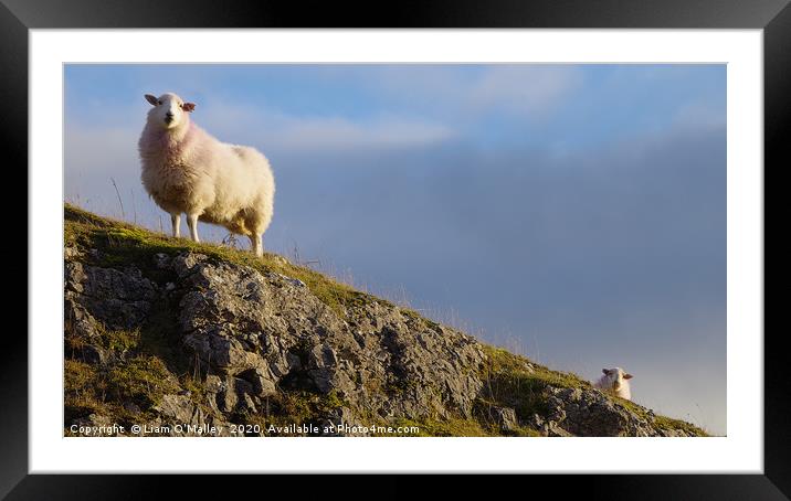 Feeling Sheepish Framed Mounted Print by Liam Neon