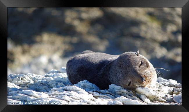 Sleepy Seal on a Beach in Australia Framed Print by Liam Neon