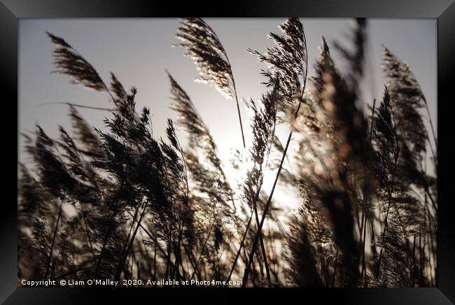Sunlight through the rushes at Parkgate, Wirral Framed Print by Liam Neon