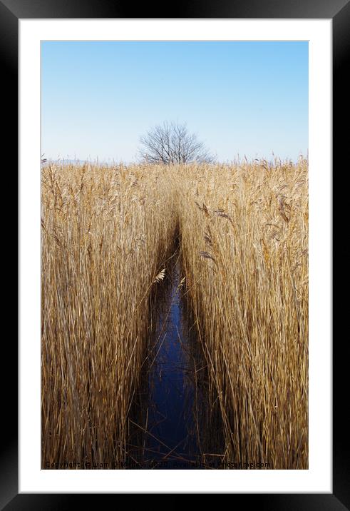 Parting the reeds Framed Mounted Print by Liam Neon